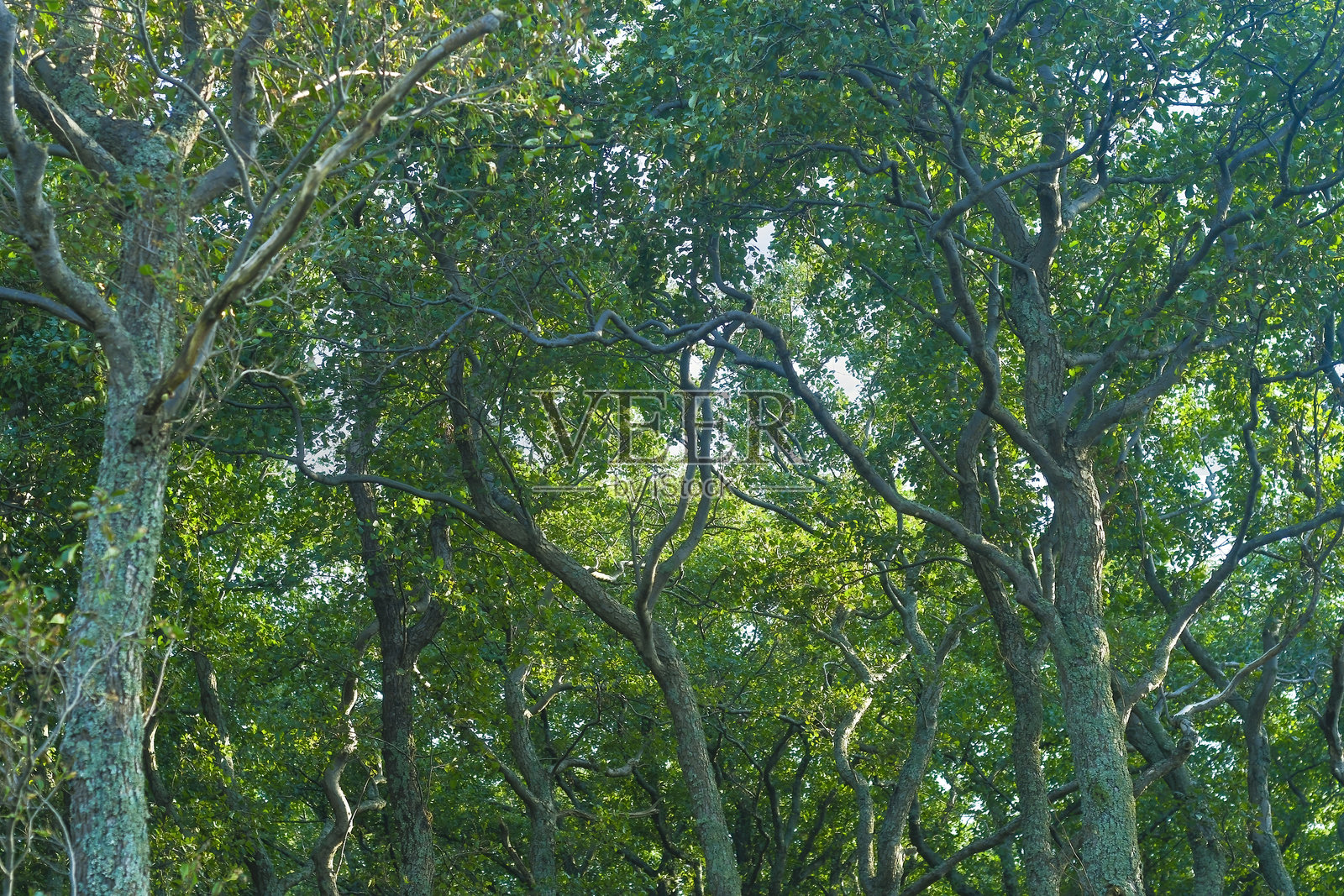 奇形怪状的松树在日落时分。植物树干在海岸附近生长的变形。照片摄影图片