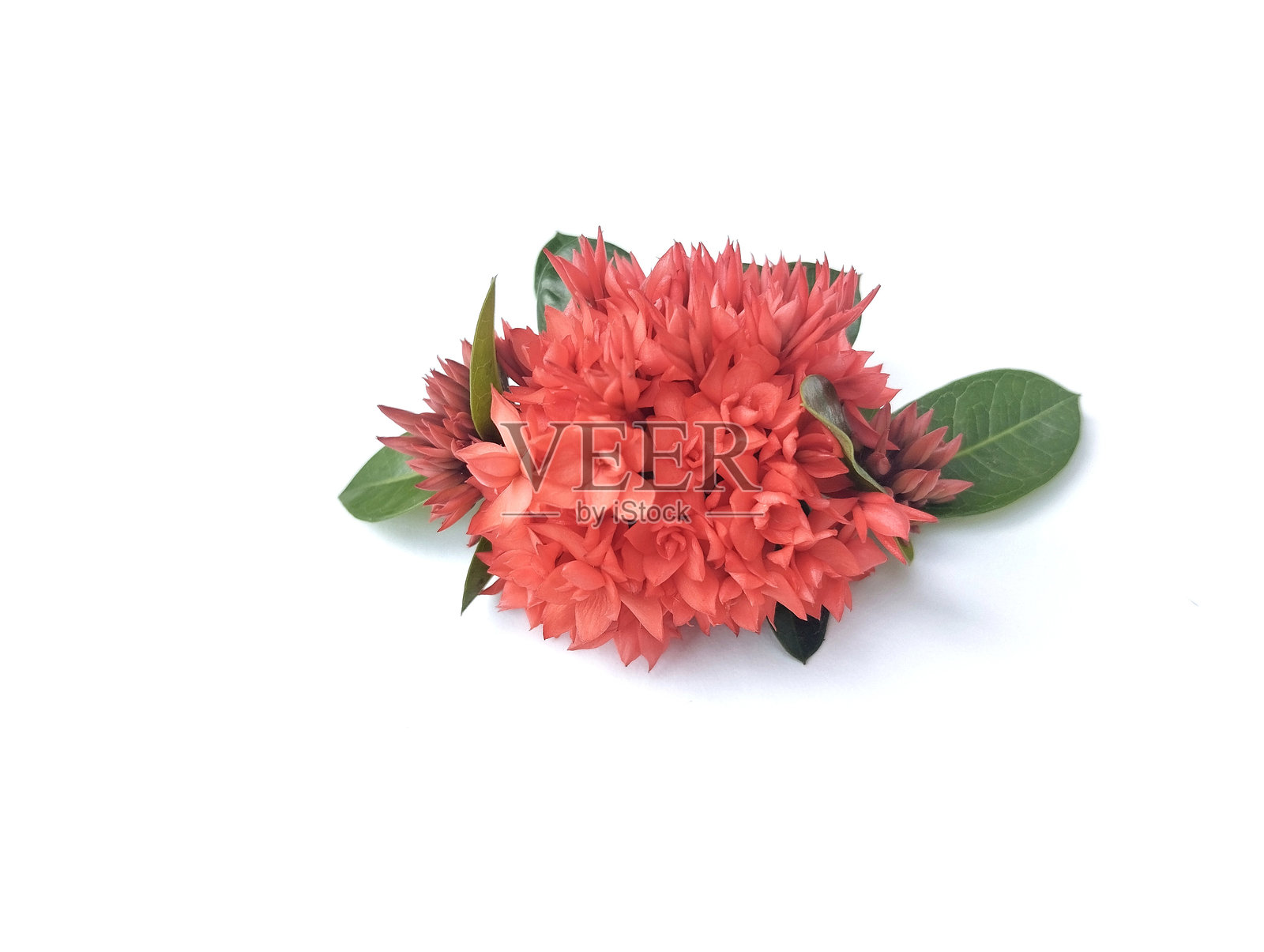 美丽的红色阿索卡花孤立在白色背景上照片摄影图片