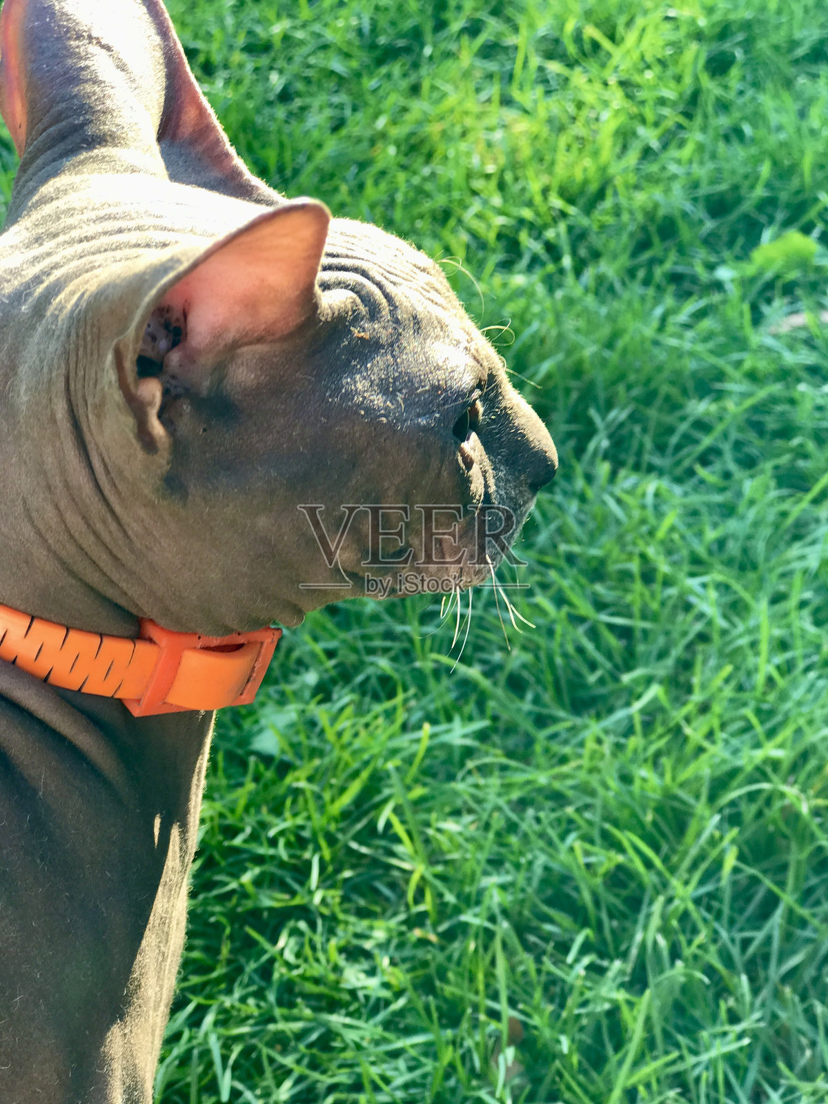 加拿大斯芬克斯猫照片摄影图片