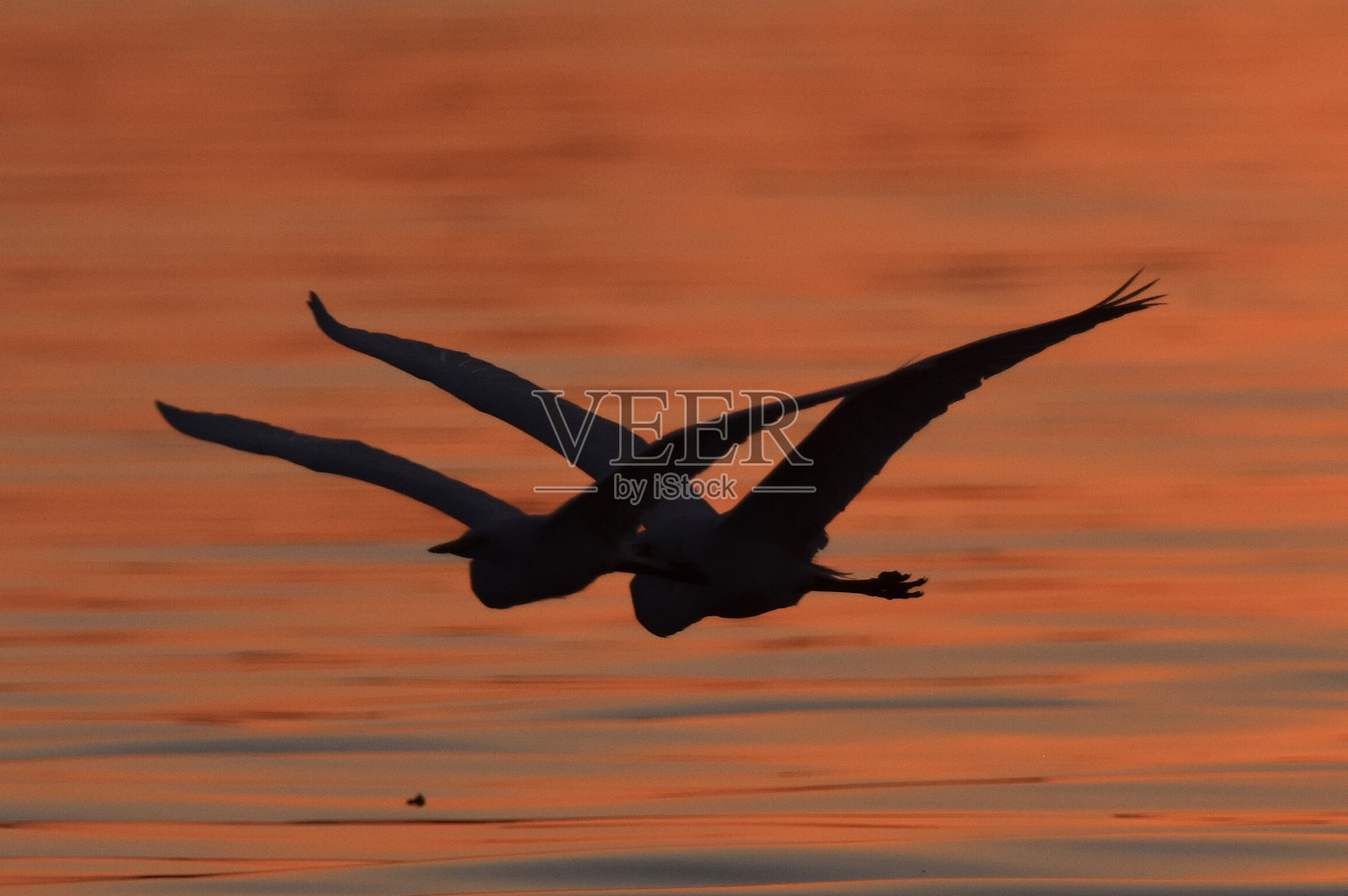 两只鸟在津巴布韦维多利亚瀑布的赞比西河上空飞翔，夕阳西下。照片摄影图片