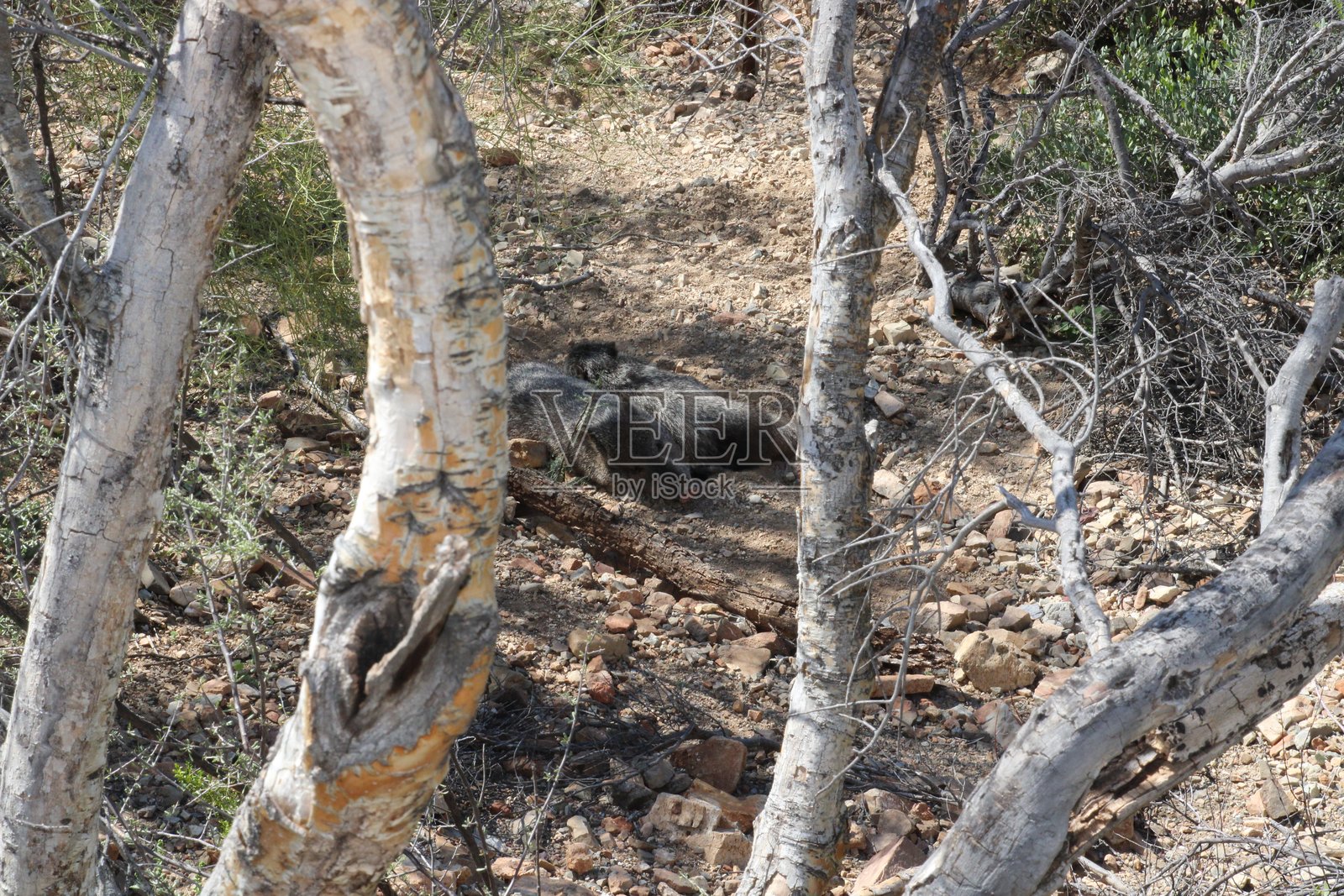 野猪午睡照片摄影图片