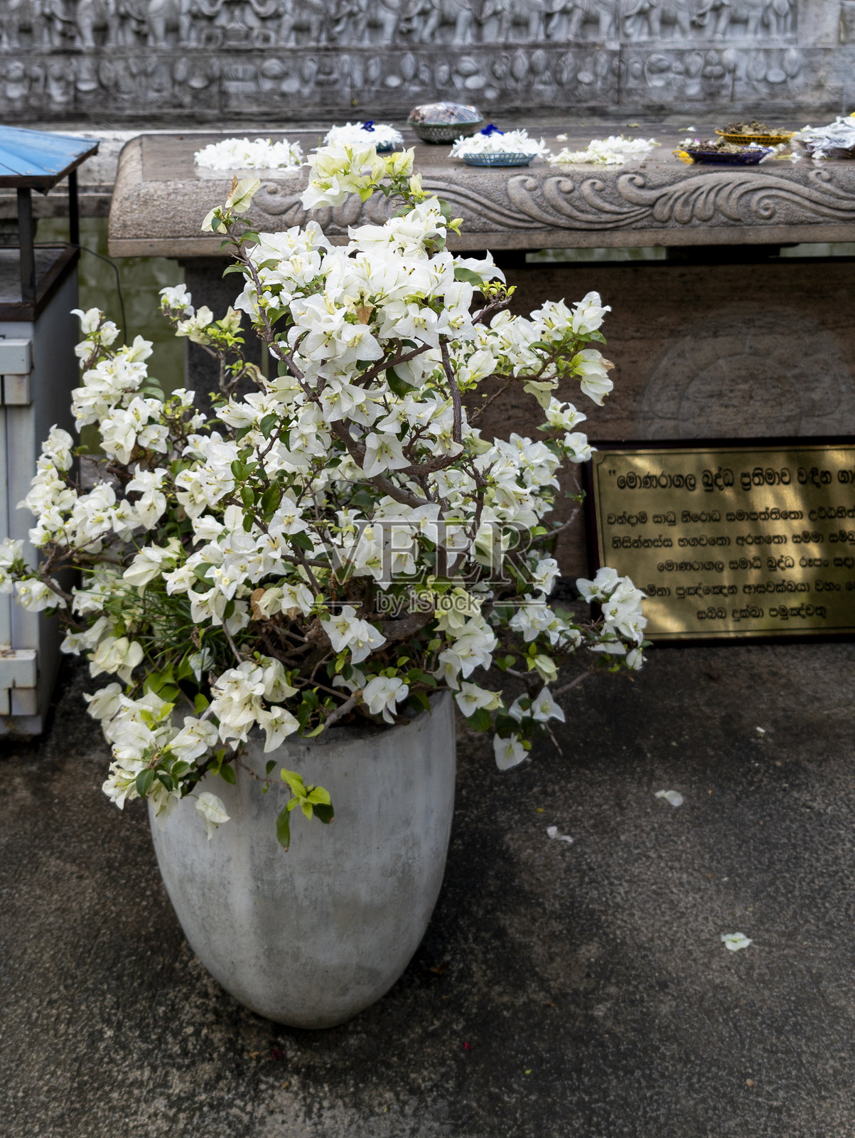 九重葛 (Bougainvillea spectabilis)照片摄影图片