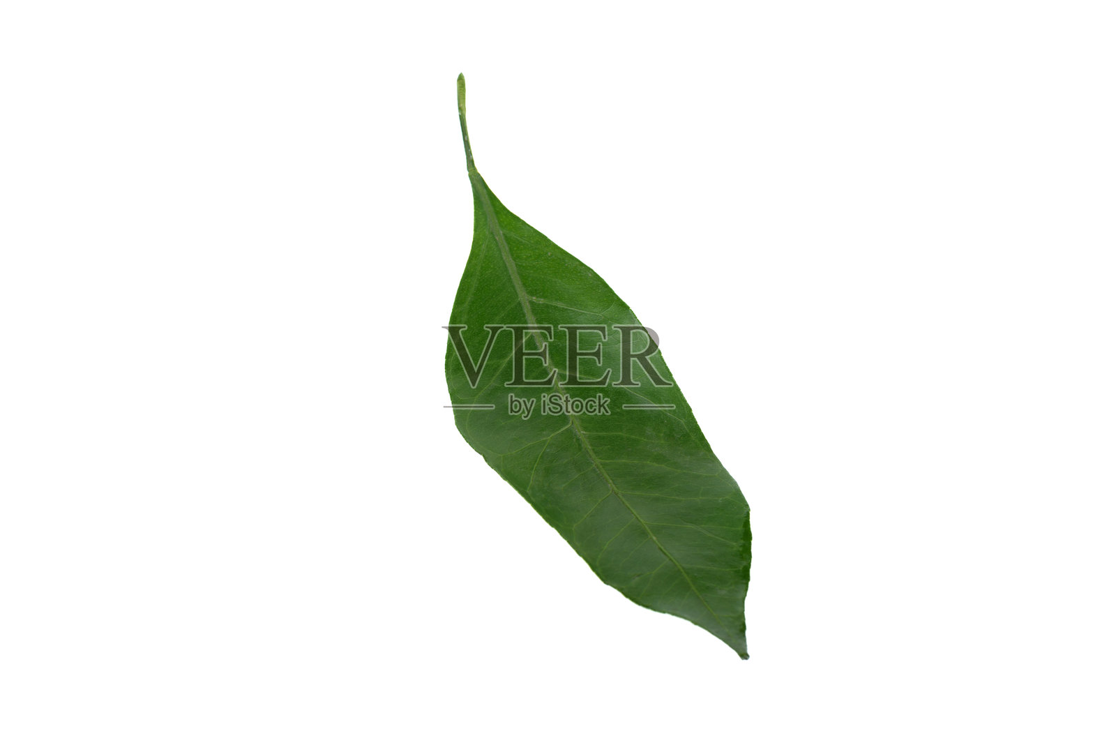 新鲜的橘子叶子孤立在白色背景上。照片摄影图片