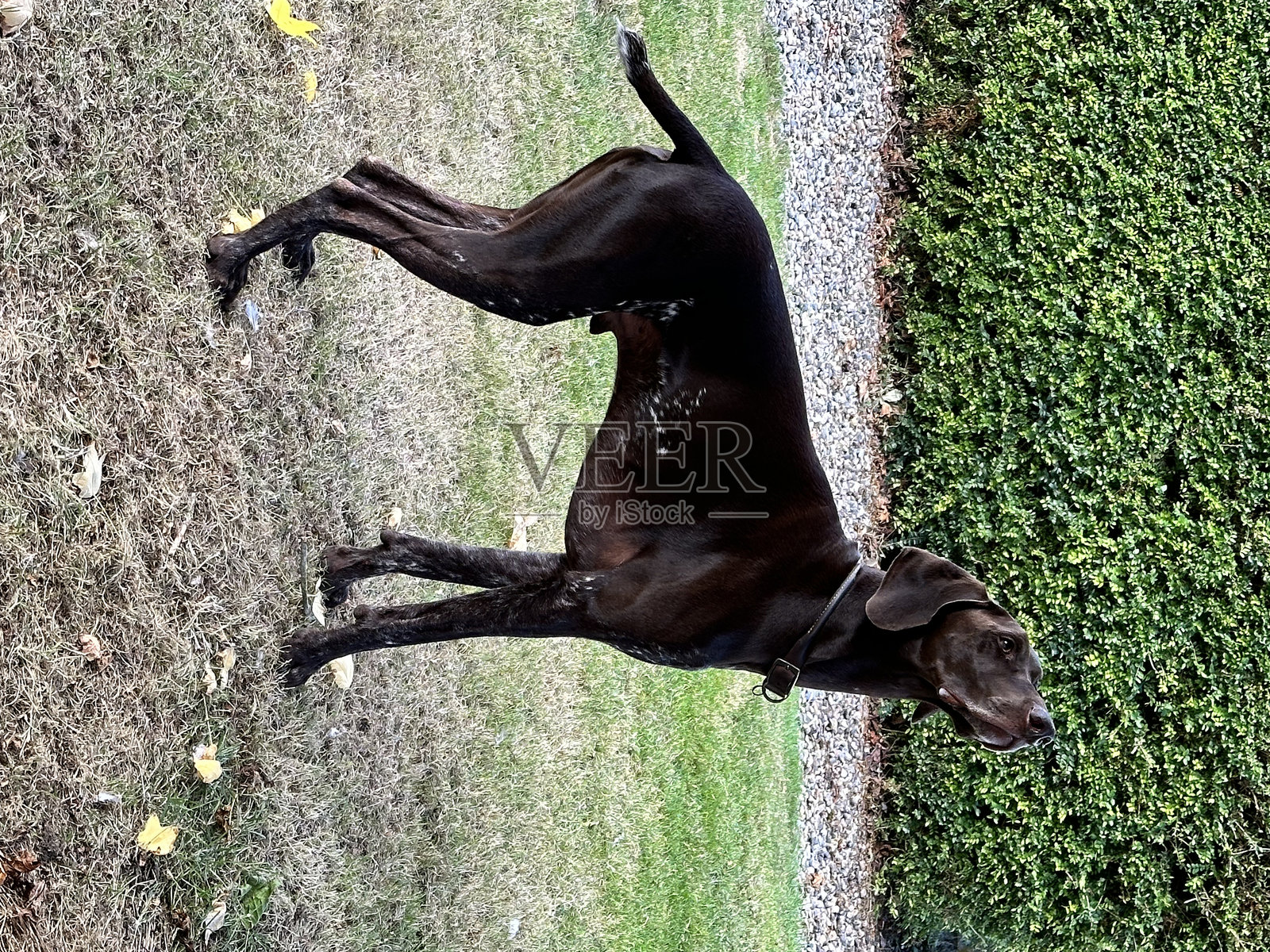 德国短毛指针犬照片摄影图片