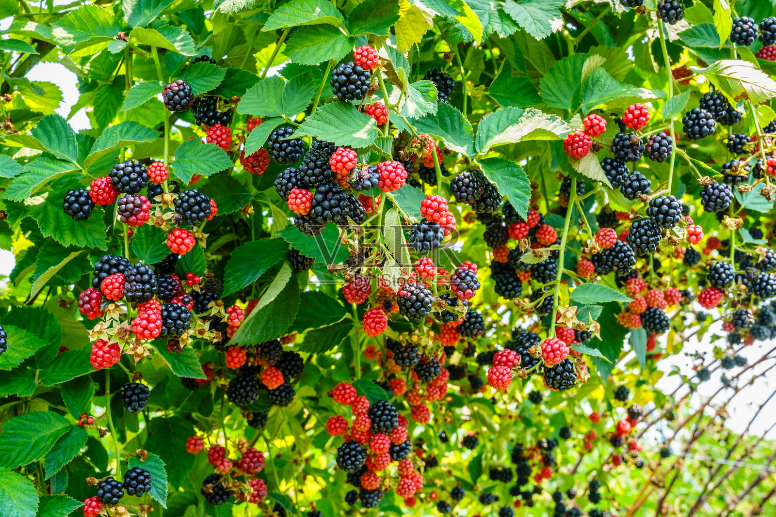 花园里的黑莓照片摄影图片