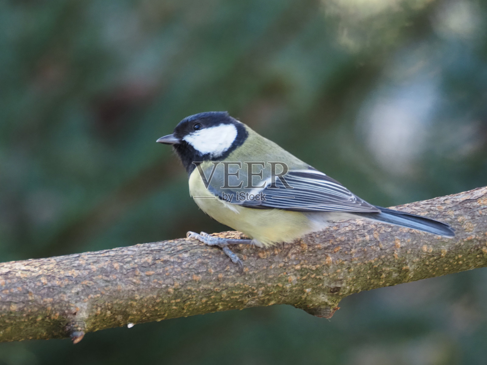 大山雀 (Parus major)照片摄影图片