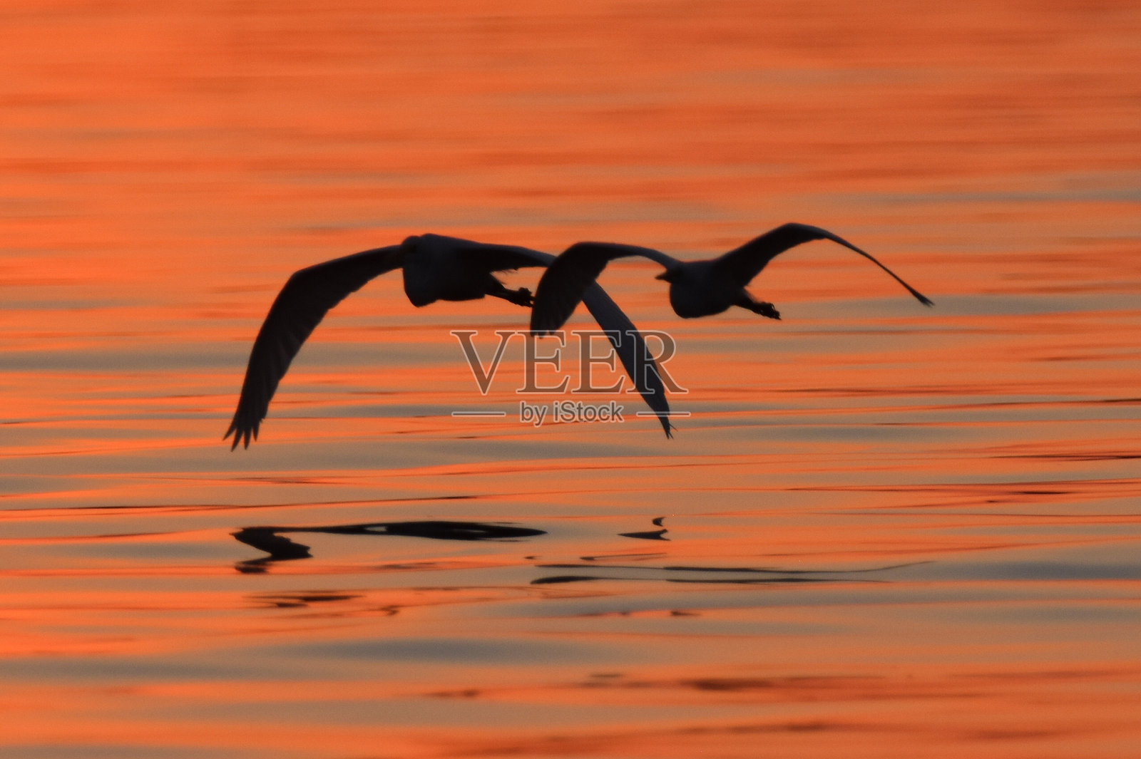 两只鸟在津巴布韦维多利亚瀑布的赞比西河上空飞翔，夕阳西下。照片摄影图片