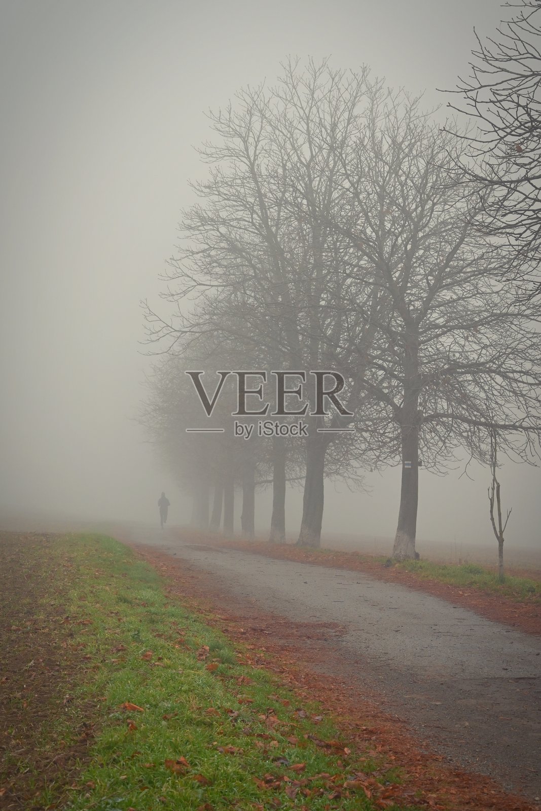 雾中的树木。冬季自然和环境的景观概念。寒冷的天气和冬季的雾气。照片摄影图片