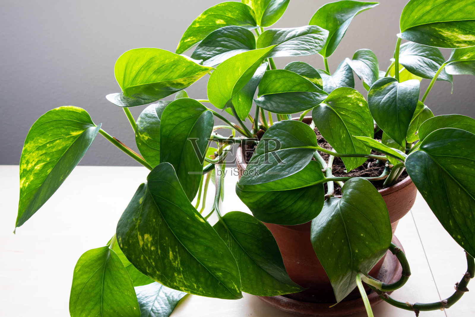 阳光下生机勃勃的绿色叶子，展示出健康的植物生长。照片摄影图片