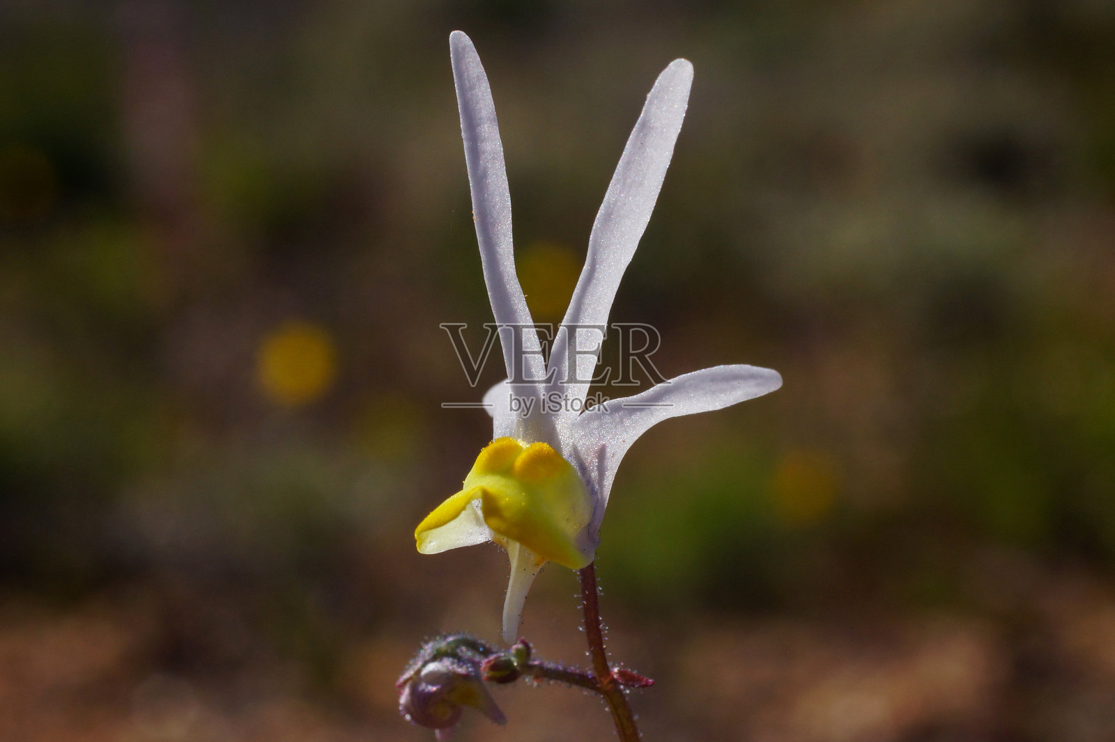 长耳朵的尼梅西亚花，长鬃狮面花（Nemesia cheiranthus），吉夫山，西开普省，南非照片摄影图片