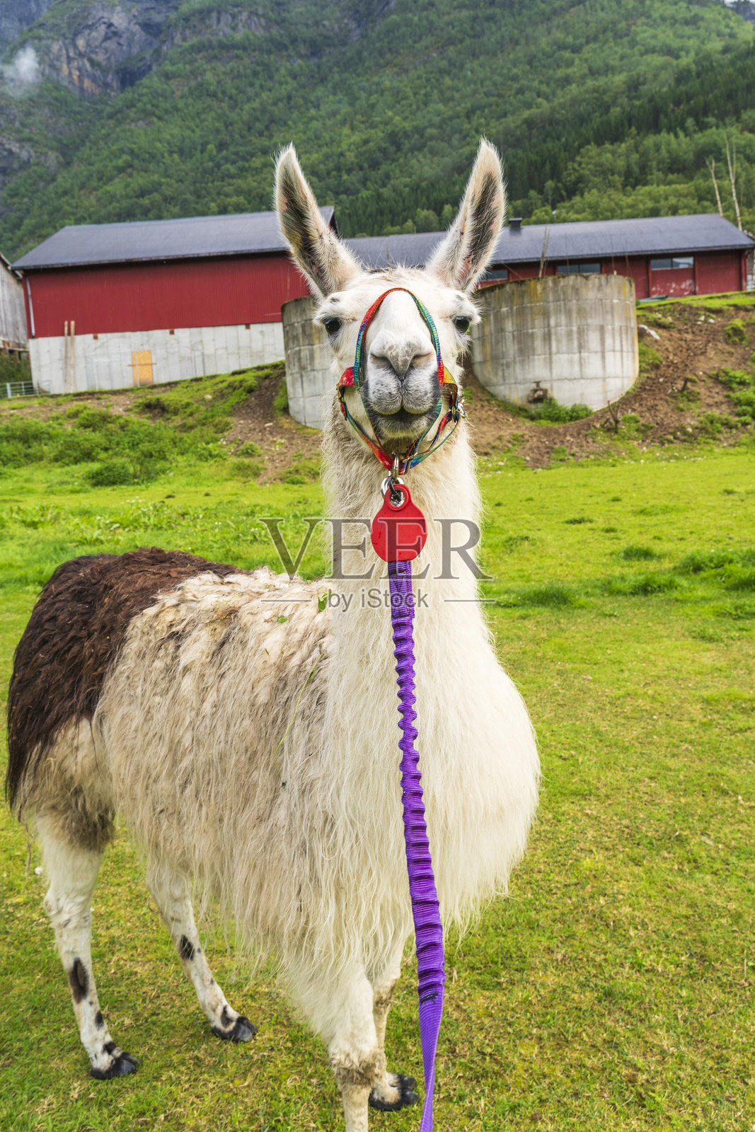 挪威卢斯特峡湾尽头的斯基约尔登村的骆驼照片摄影图片