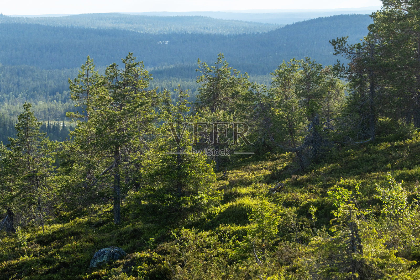 芬兰Riisitunturi国家公园湿润坡地上生长的云杉和松树，夏日的景象照片摄影图片