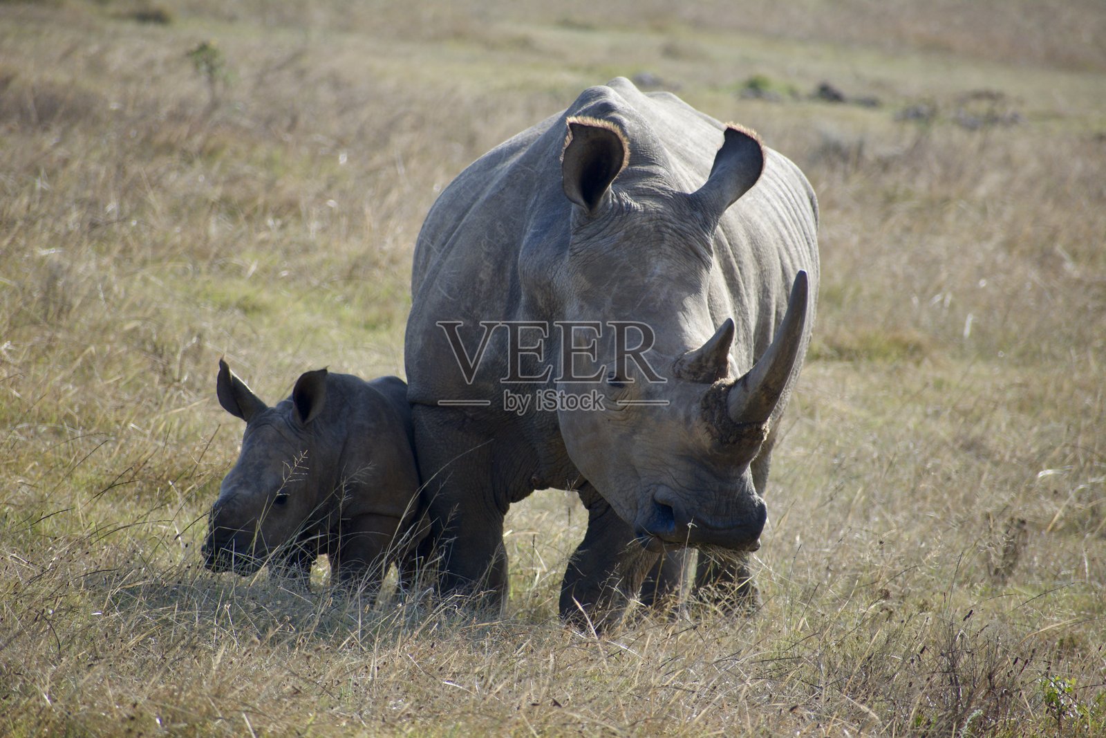 犀牛与小犀牛照片摄影图片