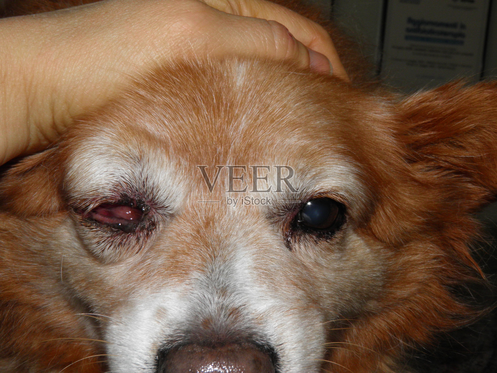 犬类眼眶周围蜂窝织炎照片摄影图片