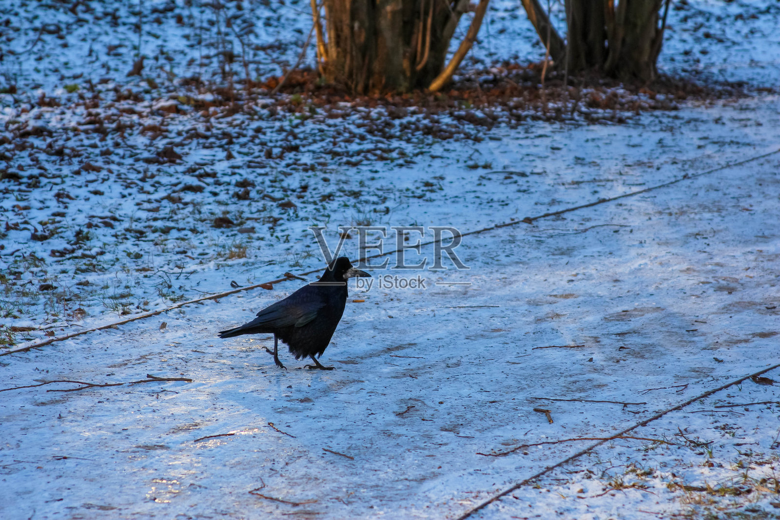黑鸟在冬日阳光下走过被雪覆盖的小径照片摄影图片