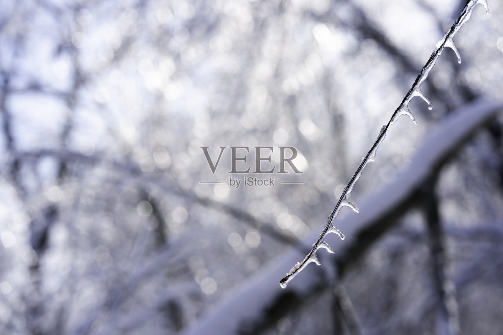 冰暴中的冰冻树枝照片摄影图片