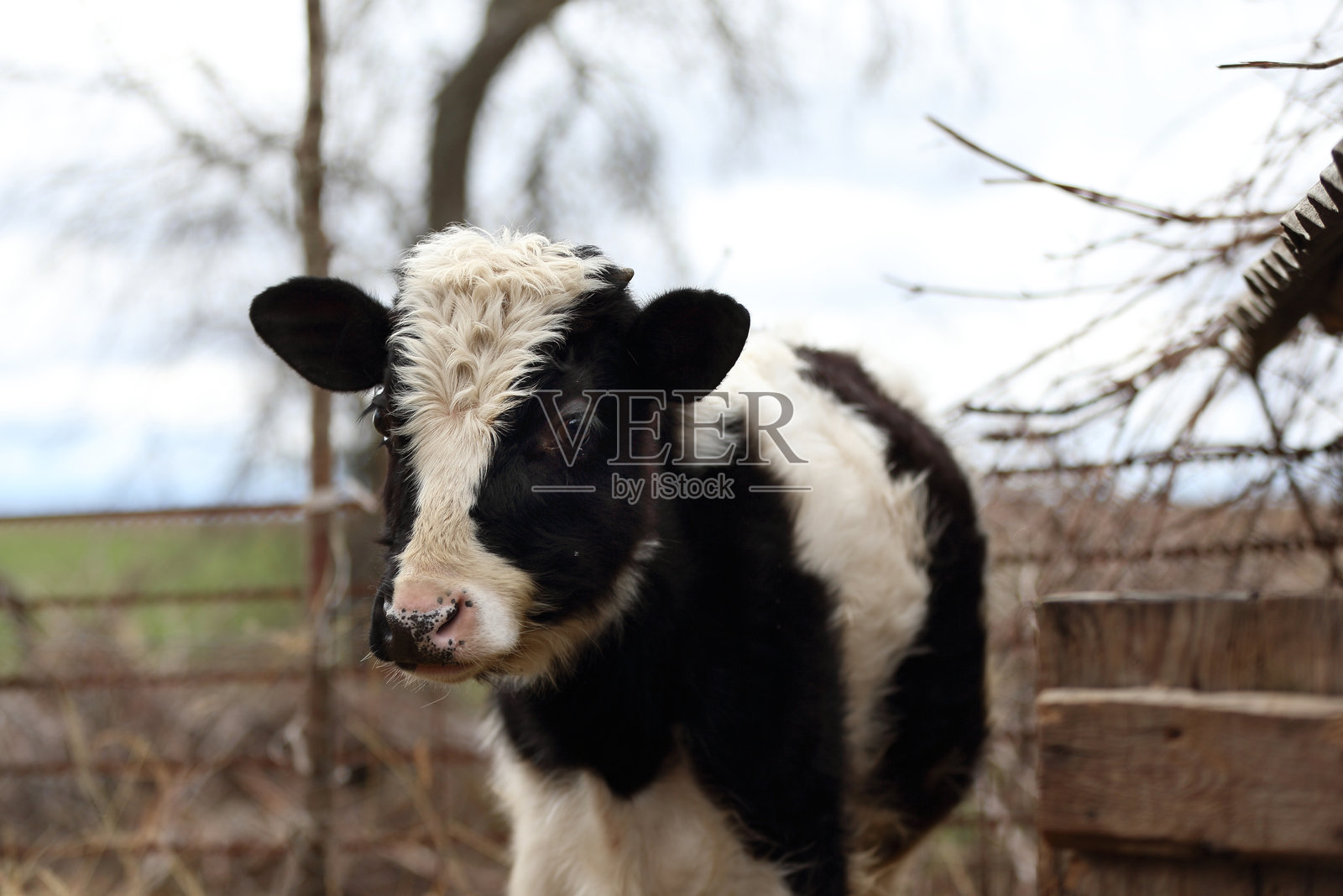 一头小黑白牛站在田野里，牛用好奇的表情看着镜头。照片摄影图片