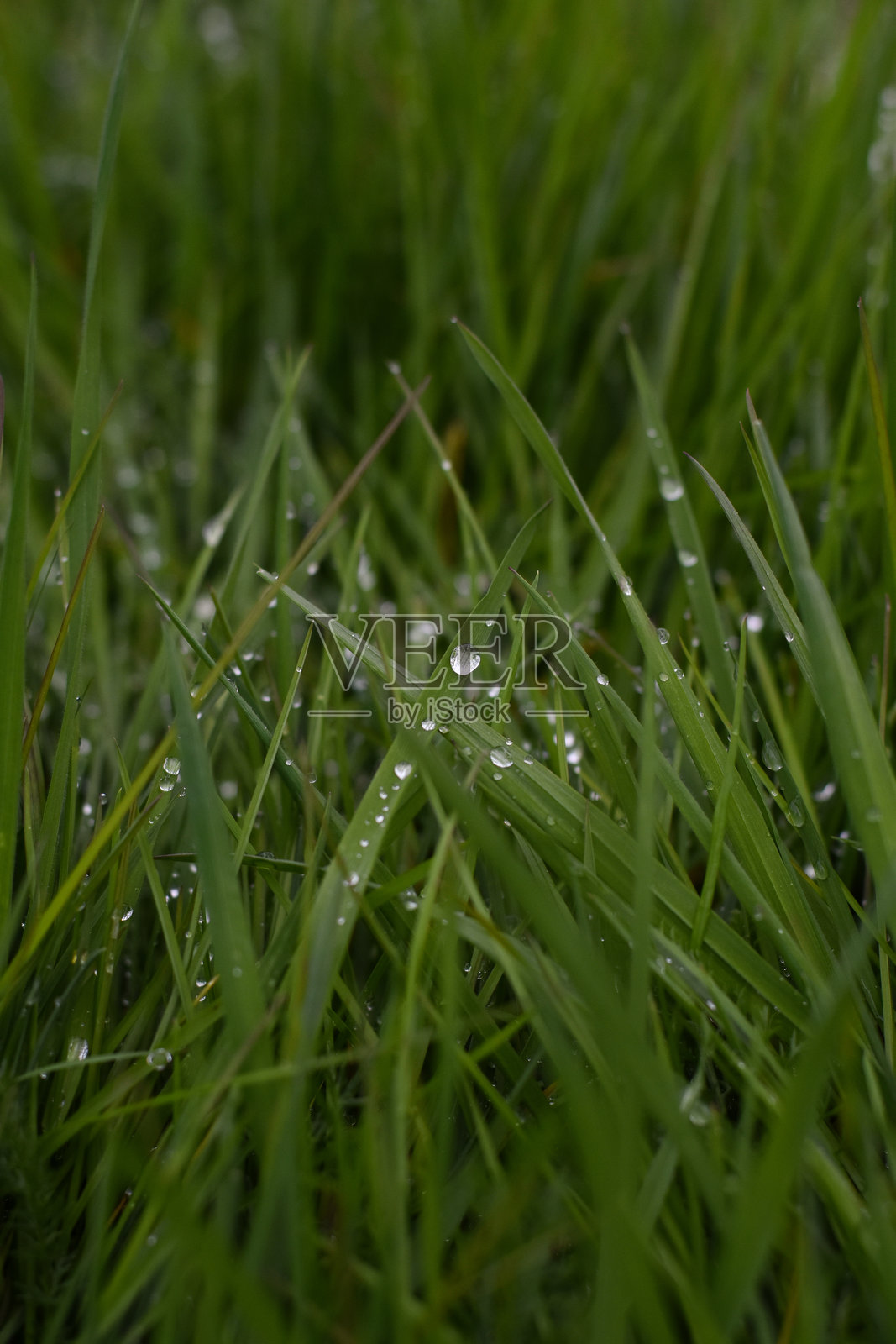 露珠草照片摄影图片