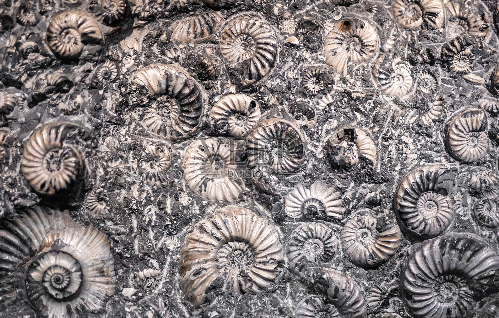 化石是螺旋壳头足类动物的遗骸照片摄影图片