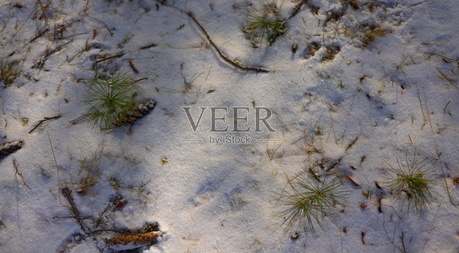 阳光照耀下的雪地照片摄影图片