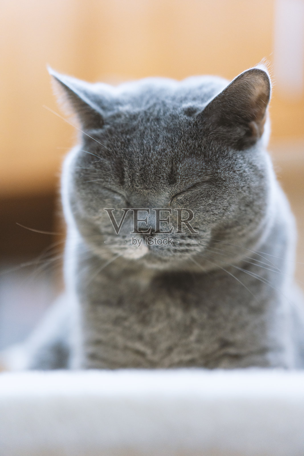 一只可爱的英国短毛猫的大脸出现在镜头前。照片摄影图片