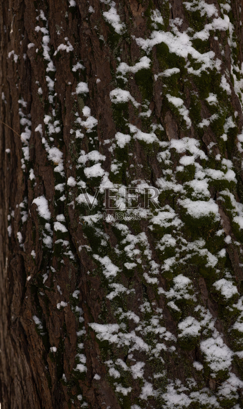 冬季被雪覆盖的树皮照片摄影图片