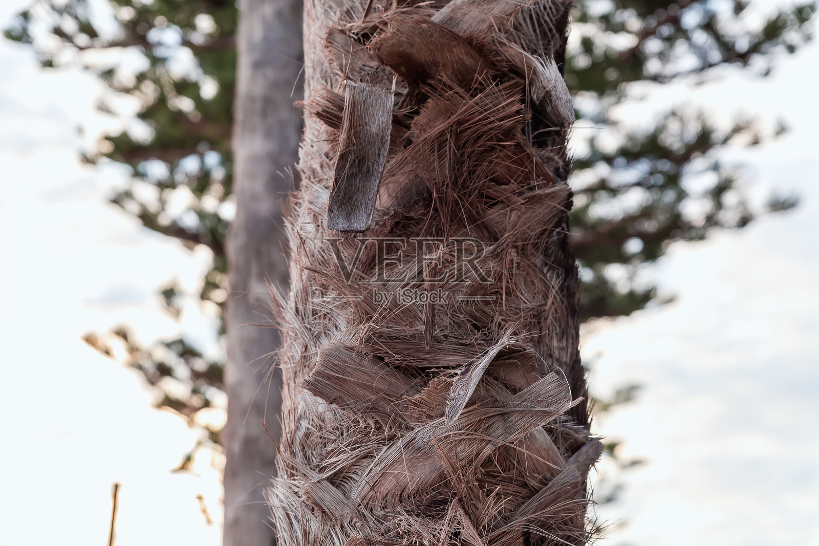 棕榈树树干的一部分，近距离展示切割的树枝照片摄影图片