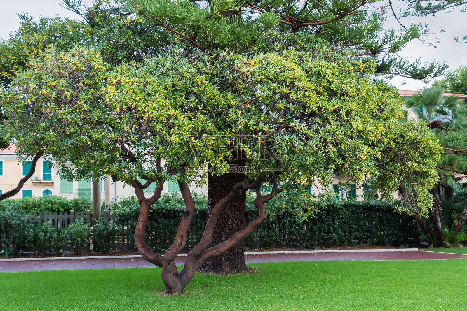 有果实的香樟树与诺福克松在阴云密布的背景下照片摄影图片