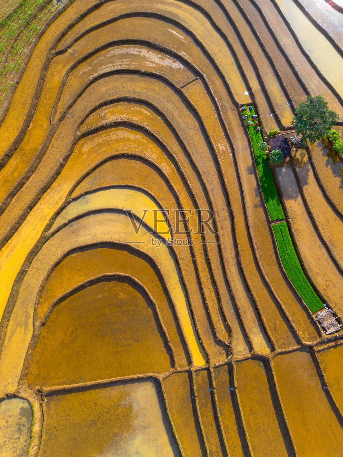 美丽的早晨景色，印度尼西亚全景，稻田与美丽的色彩和自然光的天空照片摄影图片