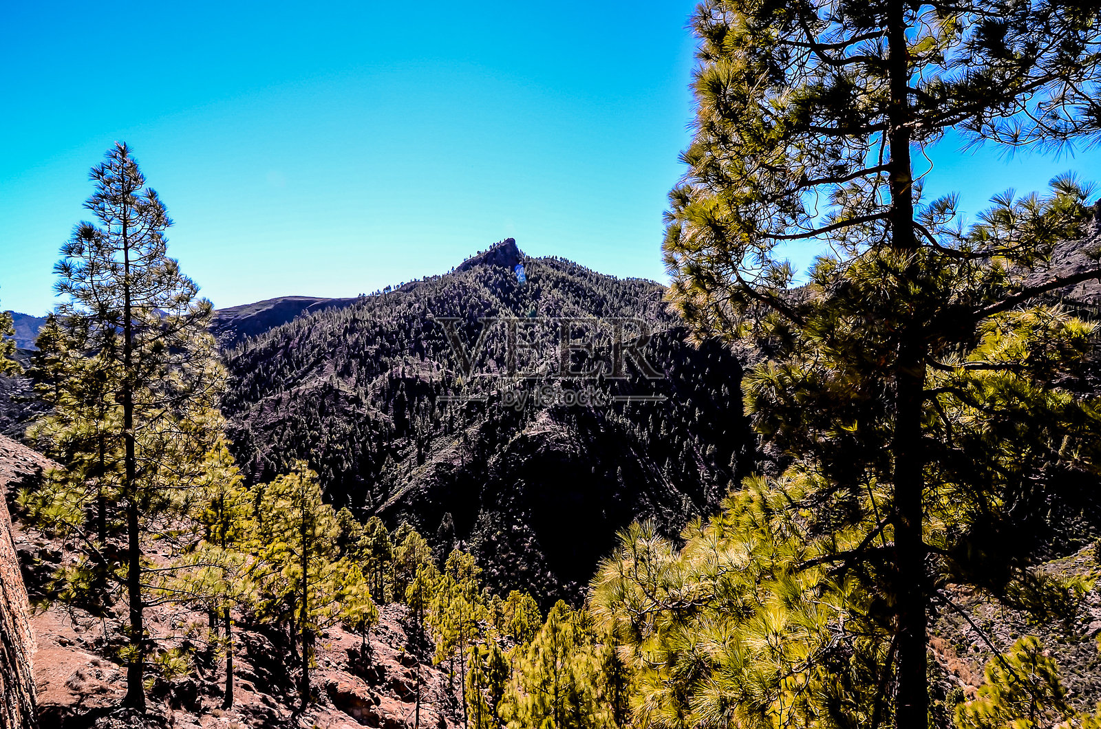 一座山脉，前景有树木，背景是晴朗的蓝天照片摄影图片