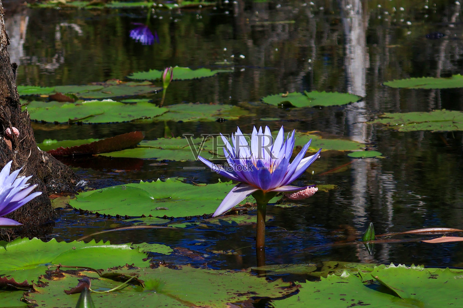 泰国罗勇省的莲花池植物园内的紫色莲花风景是一个旅游景点。照片摄影图片