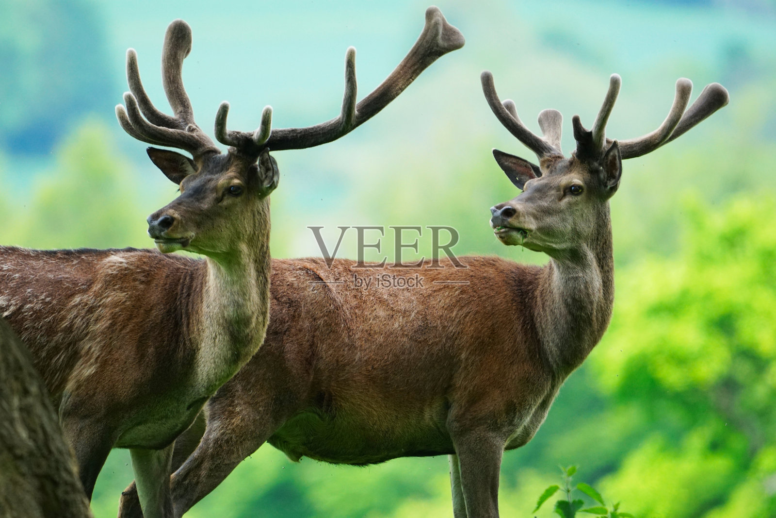 两只雄鹿在阳光下摆姿势照片摄影图片