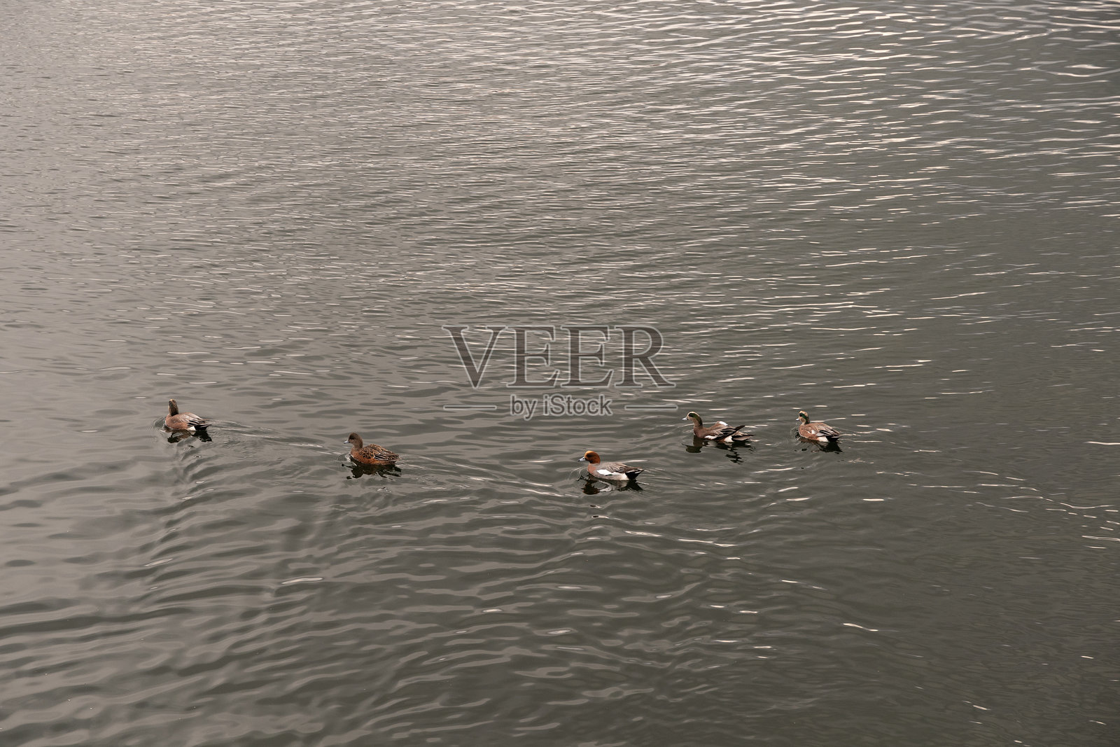 煤港的鸭子照片摄影图片