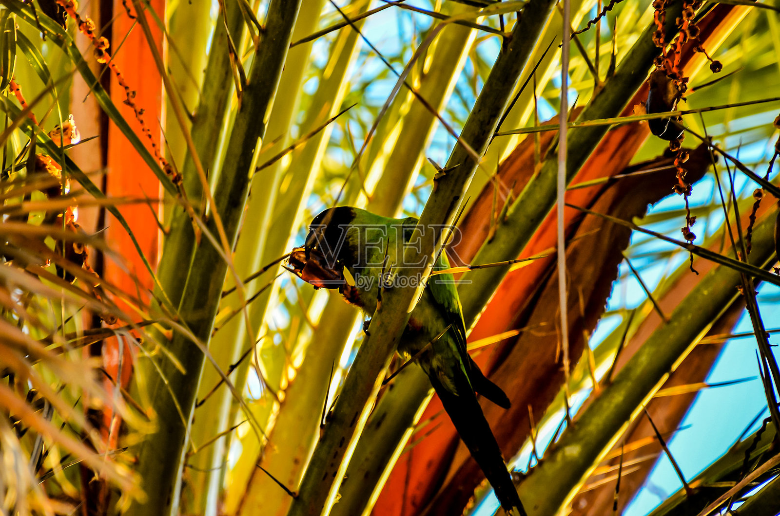 一只绿色的鹦鹉栖息在树枝上照片摄影图片