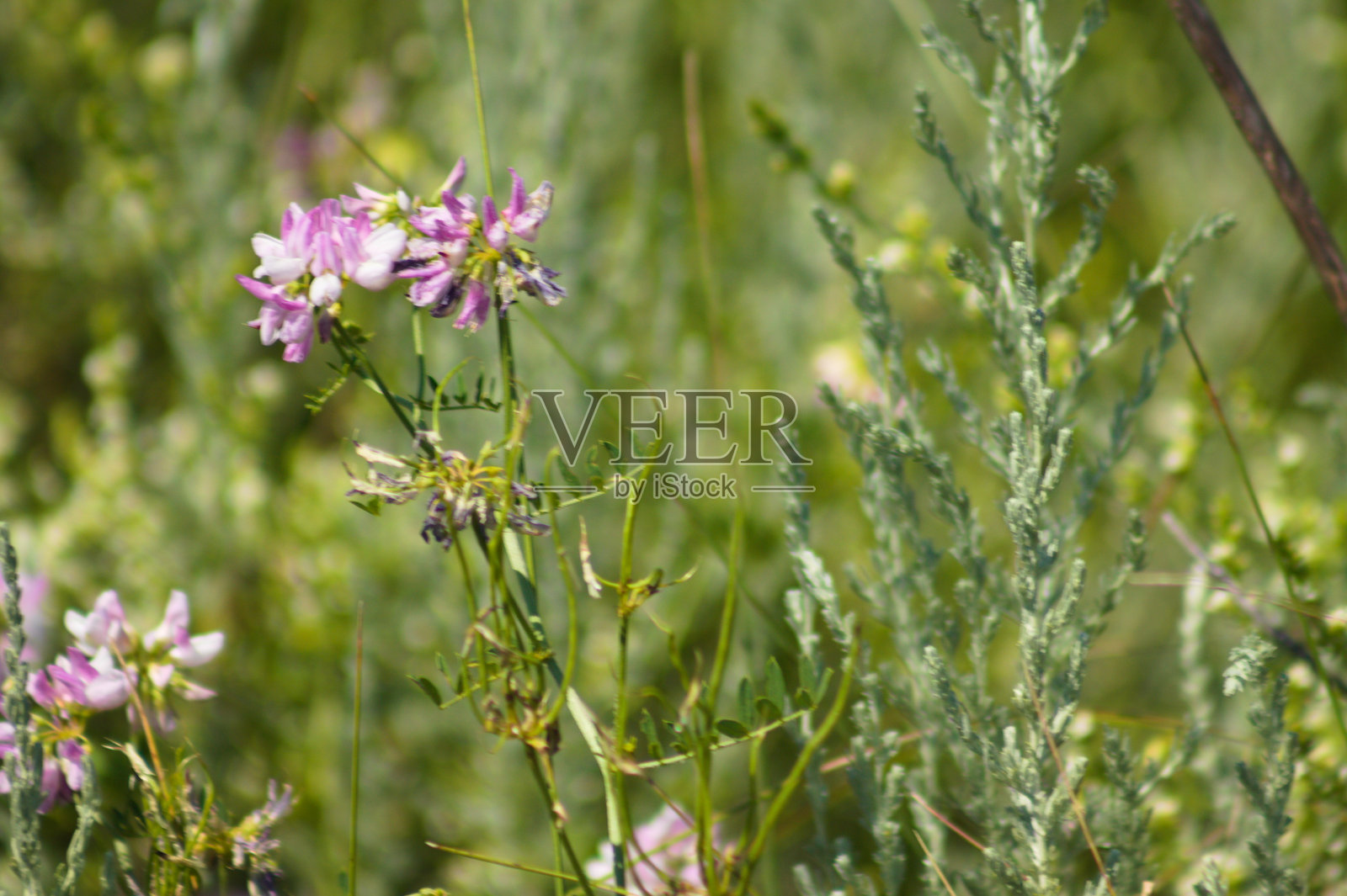 常见的冠状苜蓿花特写，前景选择性对焦照片摄影图片