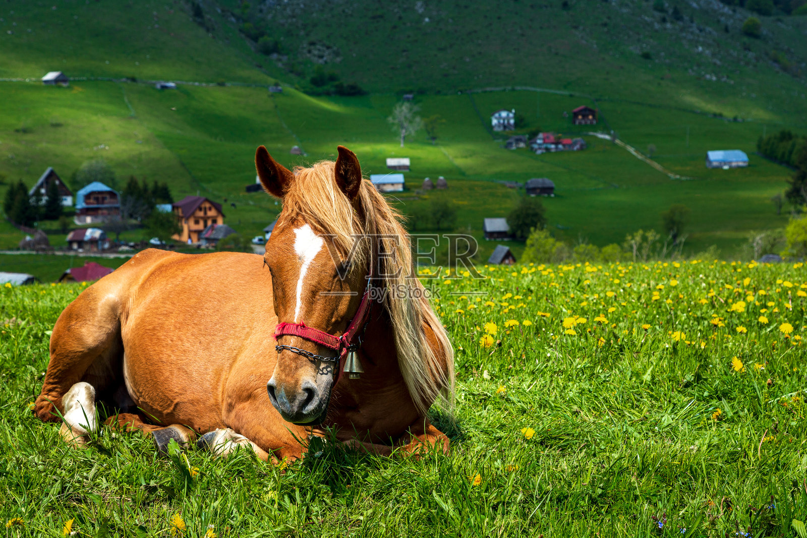 拍摄会话照片摄影图片