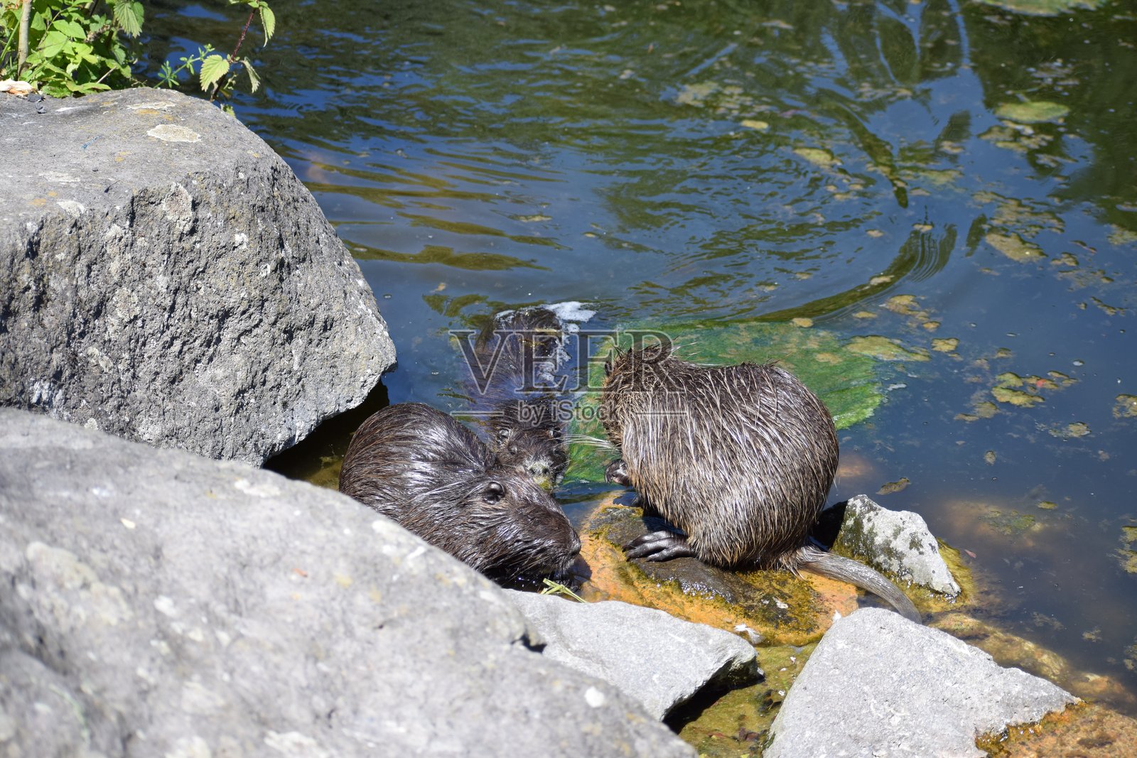 两只海狸鼠照片摄影图片