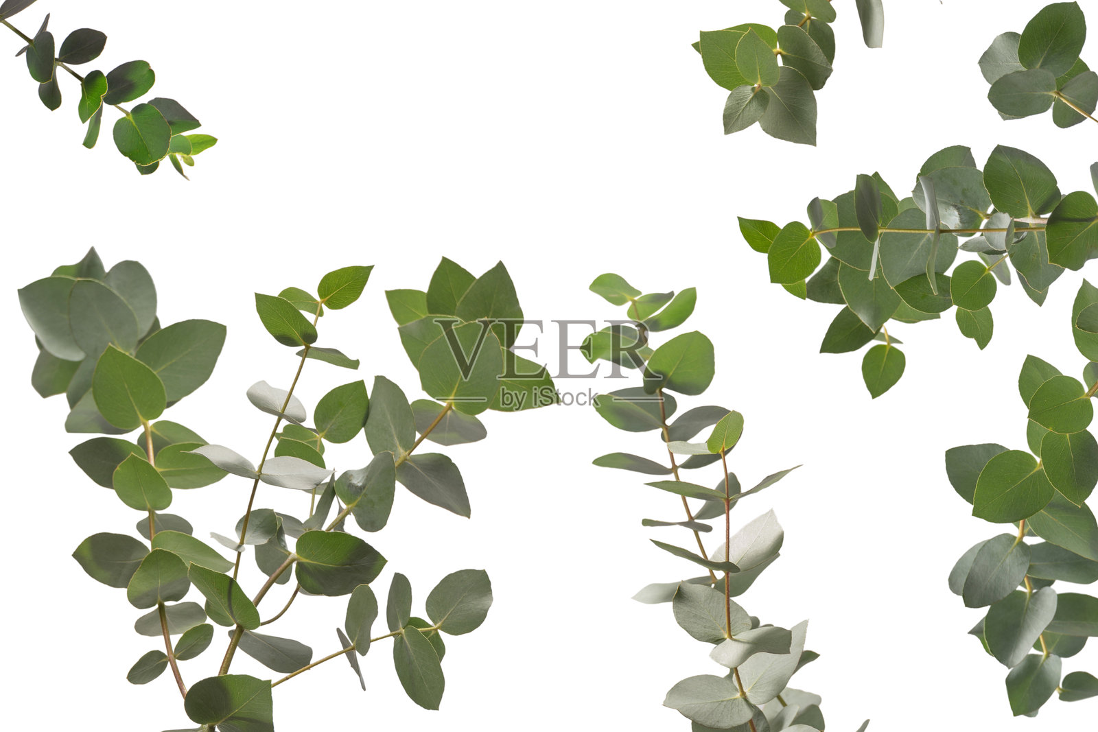 孤立在白色背景上的桉树枝。照片摄影图片