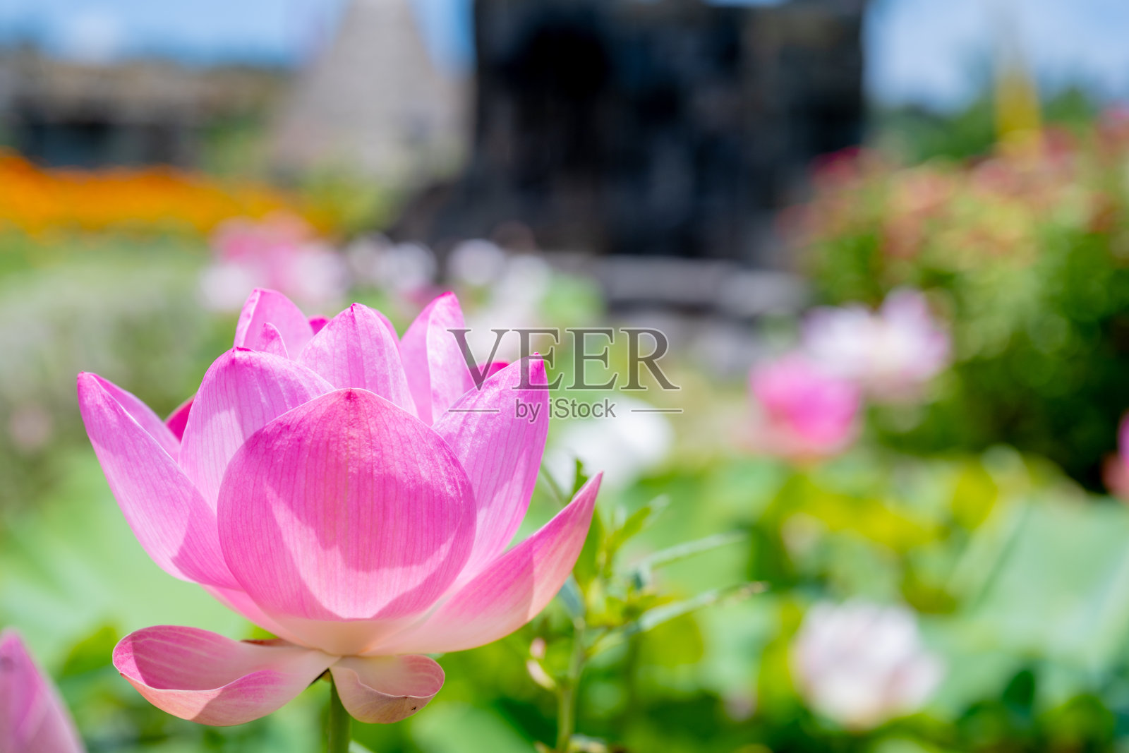 池塘中的莲花和莲花植物。自然背景照片摄影图片