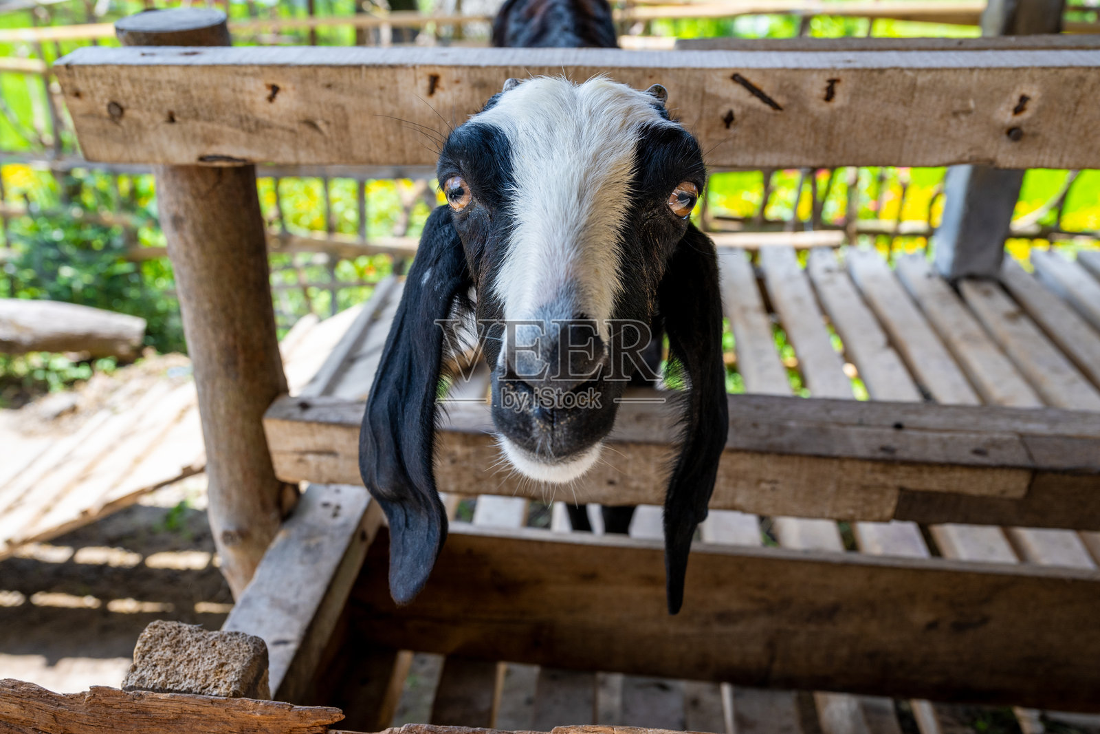 印度尼西亚巴厘岛 - 2024年10月22日：马哈甘加谷餐厅的景观。喂养山羊的特写。照片摄影图片