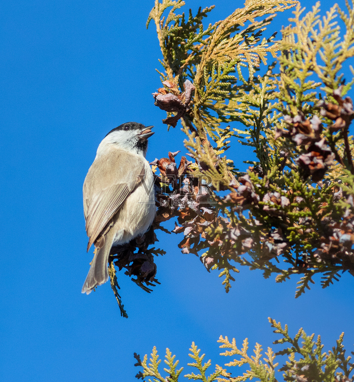 沼泽山雀，Poecile palustris，Parus palustris 一只鸟栖息在一棵雪松树的枝上，正在吃种子照片摄影图片