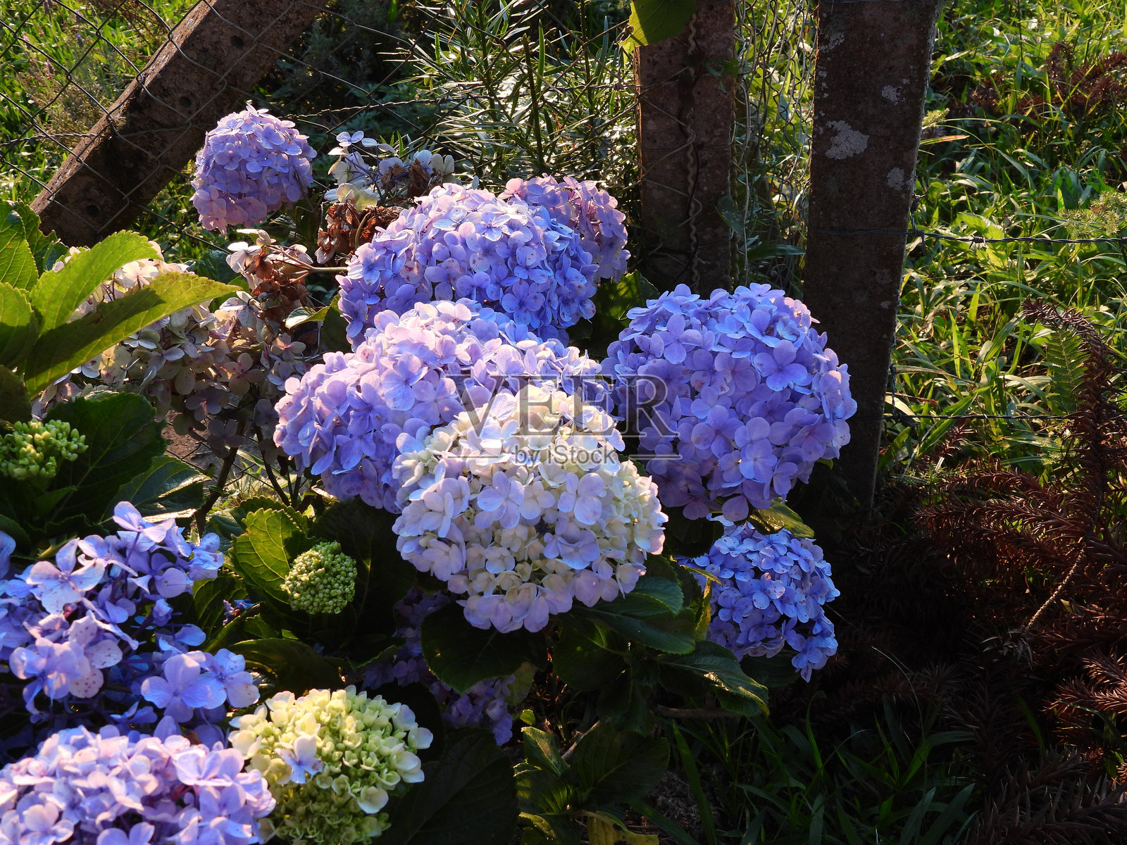 绣球花照片摄影图片