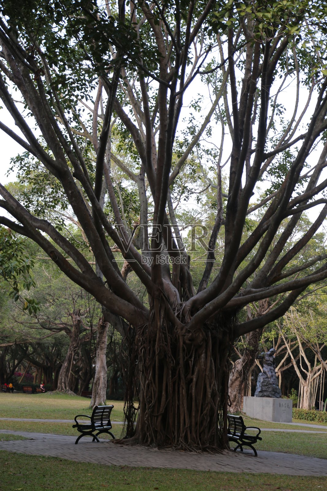 一棵大榕树，枝叶繁茂，周围是公园长椅，背景是一个户外广场。照片摄影图片
