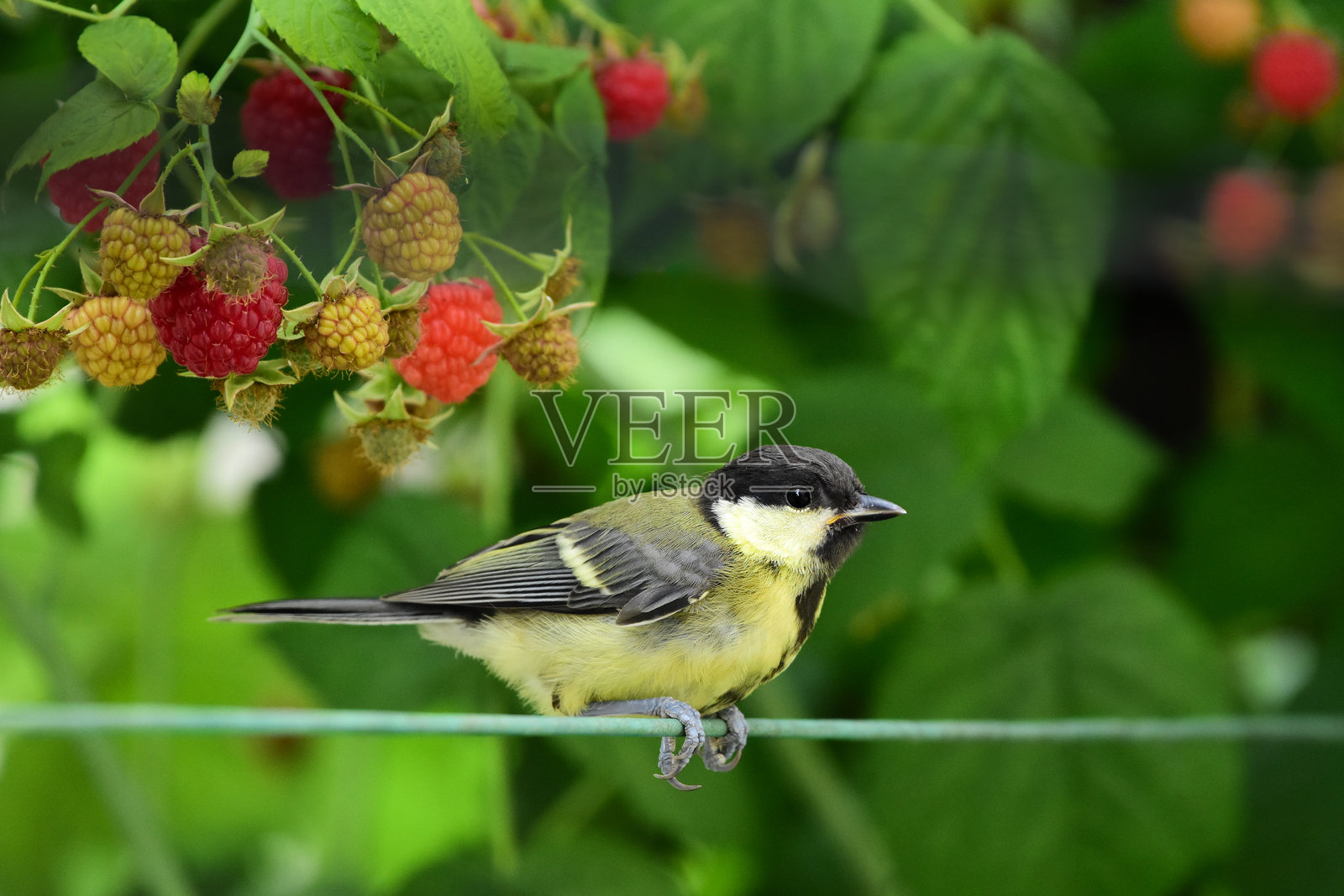 美丽的大山雀（Parus Major）幼鸟栖息在电线上，身旁是一丛红色成熟的覆盆子灌木。照片摄影图片