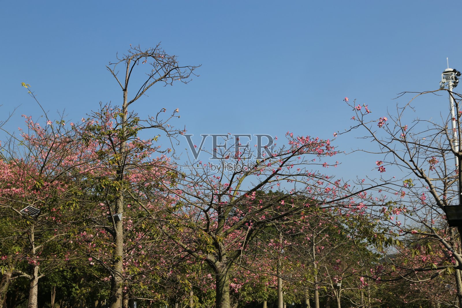 美丽的蓝天，背景中有几棵树。照片摄影图片