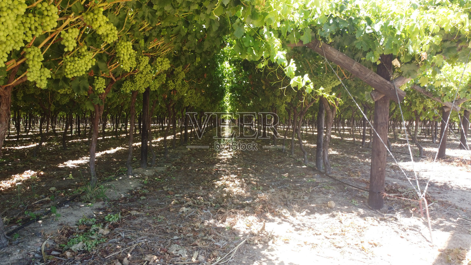成熟健康的白葡萄悬挂在大葡萄园中，适合用于展示与葡萄酒和葡萄种植相关的内容。照片摄影图片