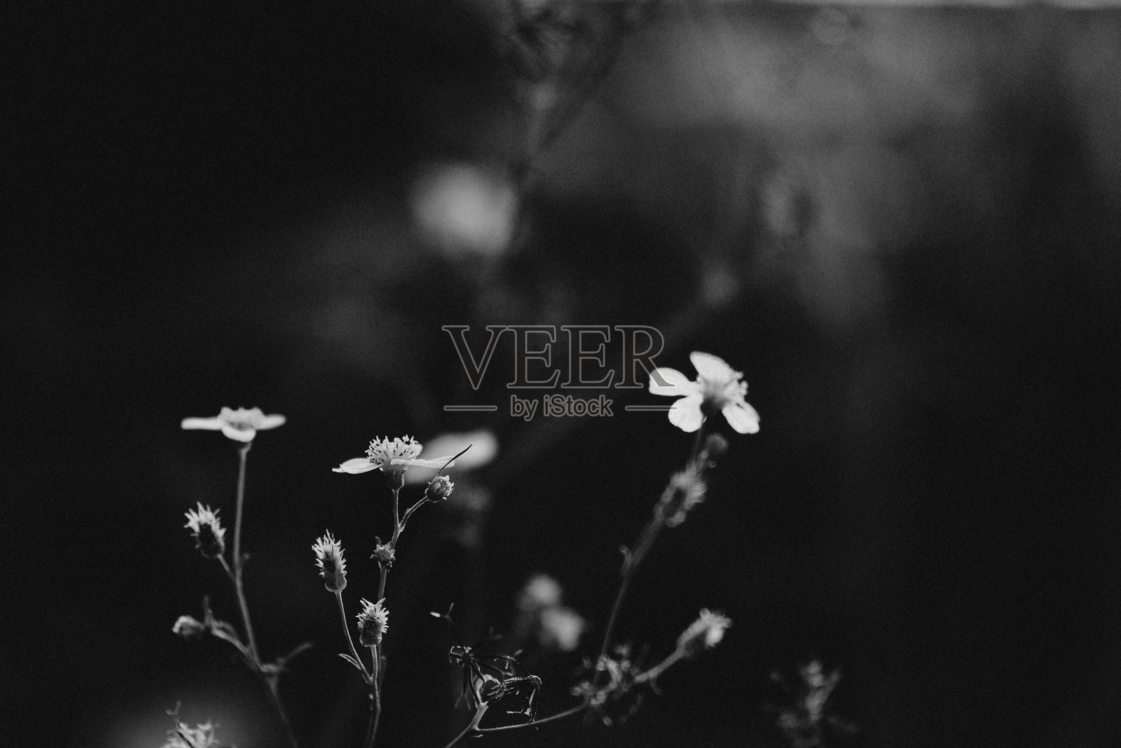 大城市中的自然景观照片摄影图片