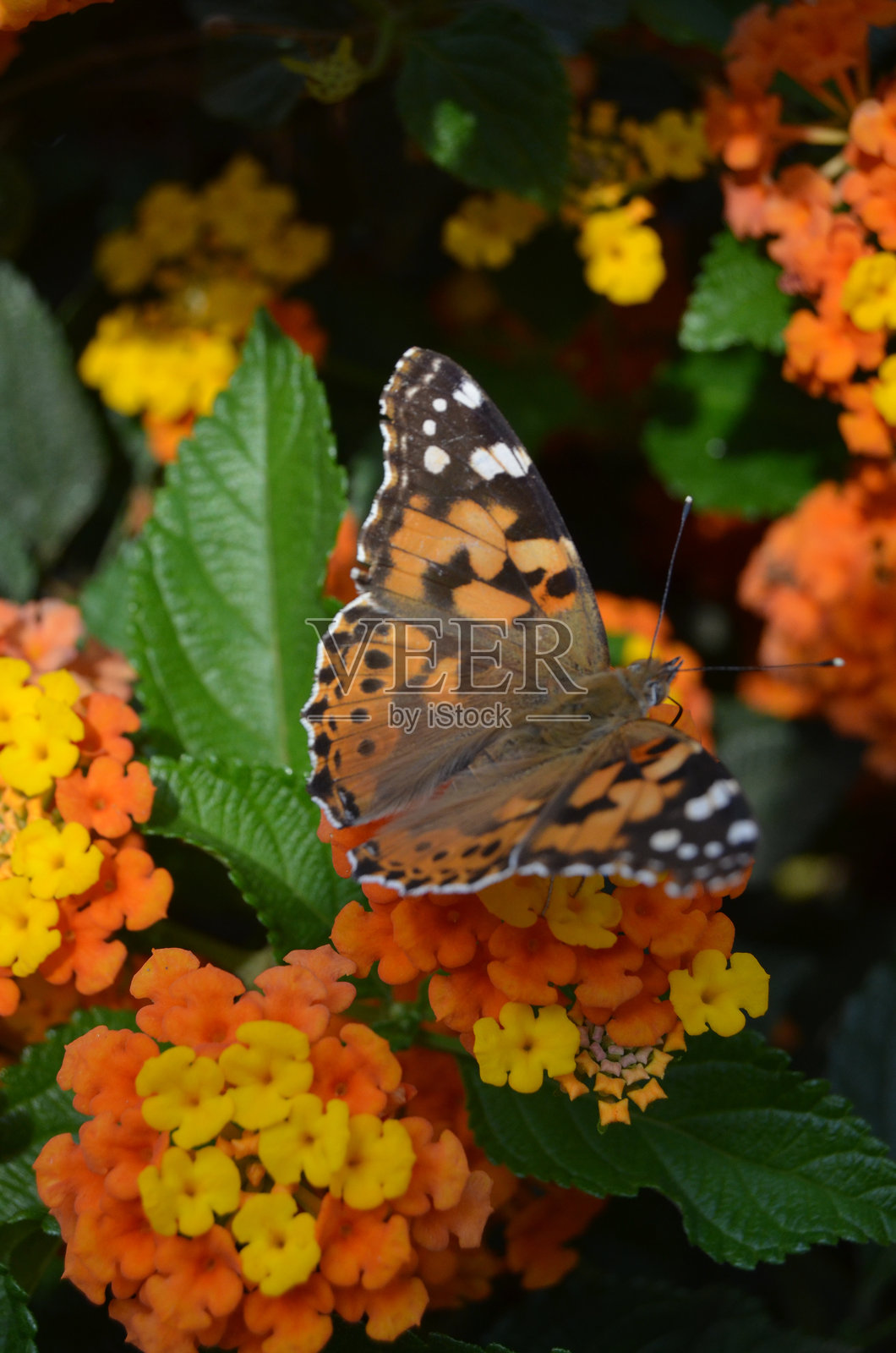 君主蝶照片摄影图片