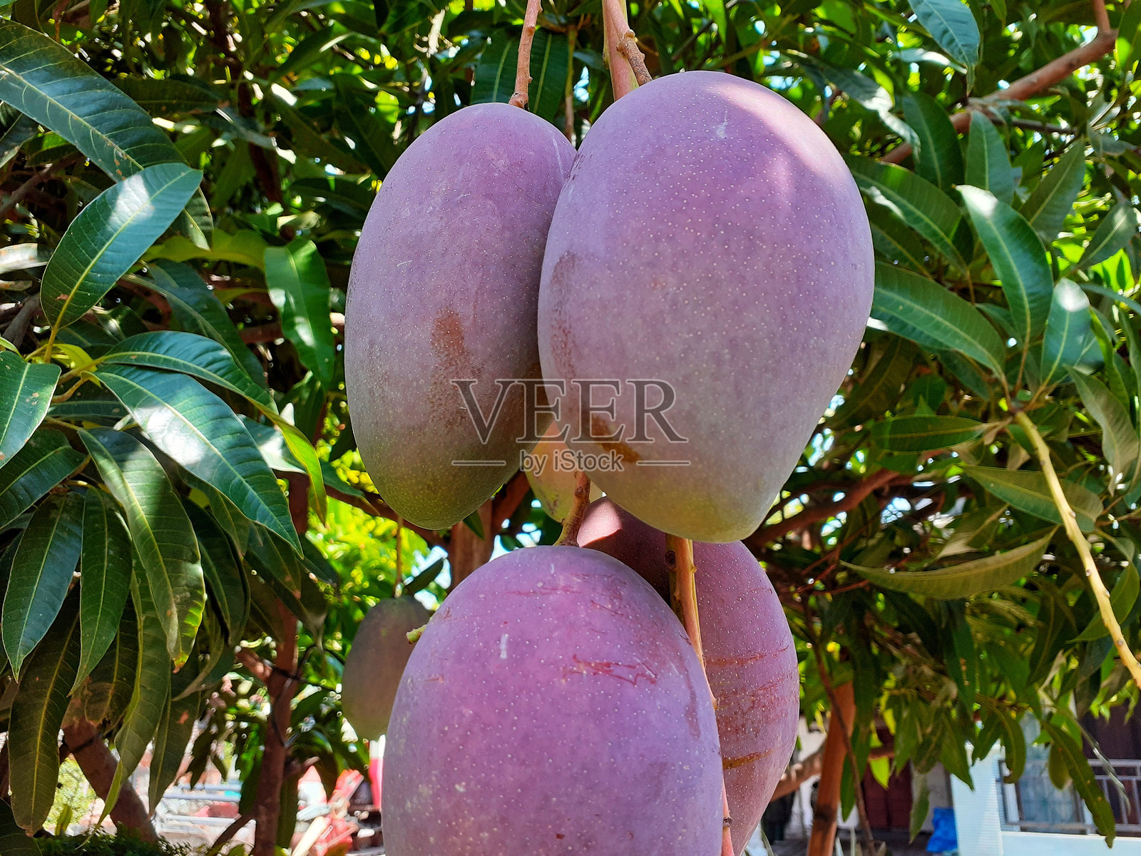 成熟的芒果挂在树上。树上挂着的芒果。照片摄影图片