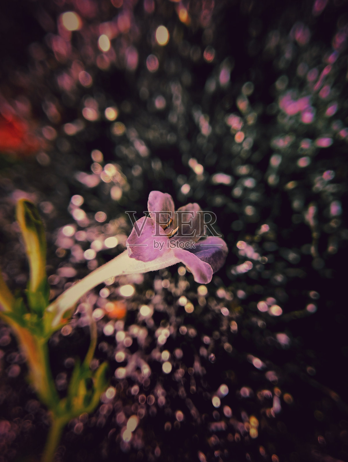 紫色花朵盛开，背景为深色虚化效果照片摄影图片